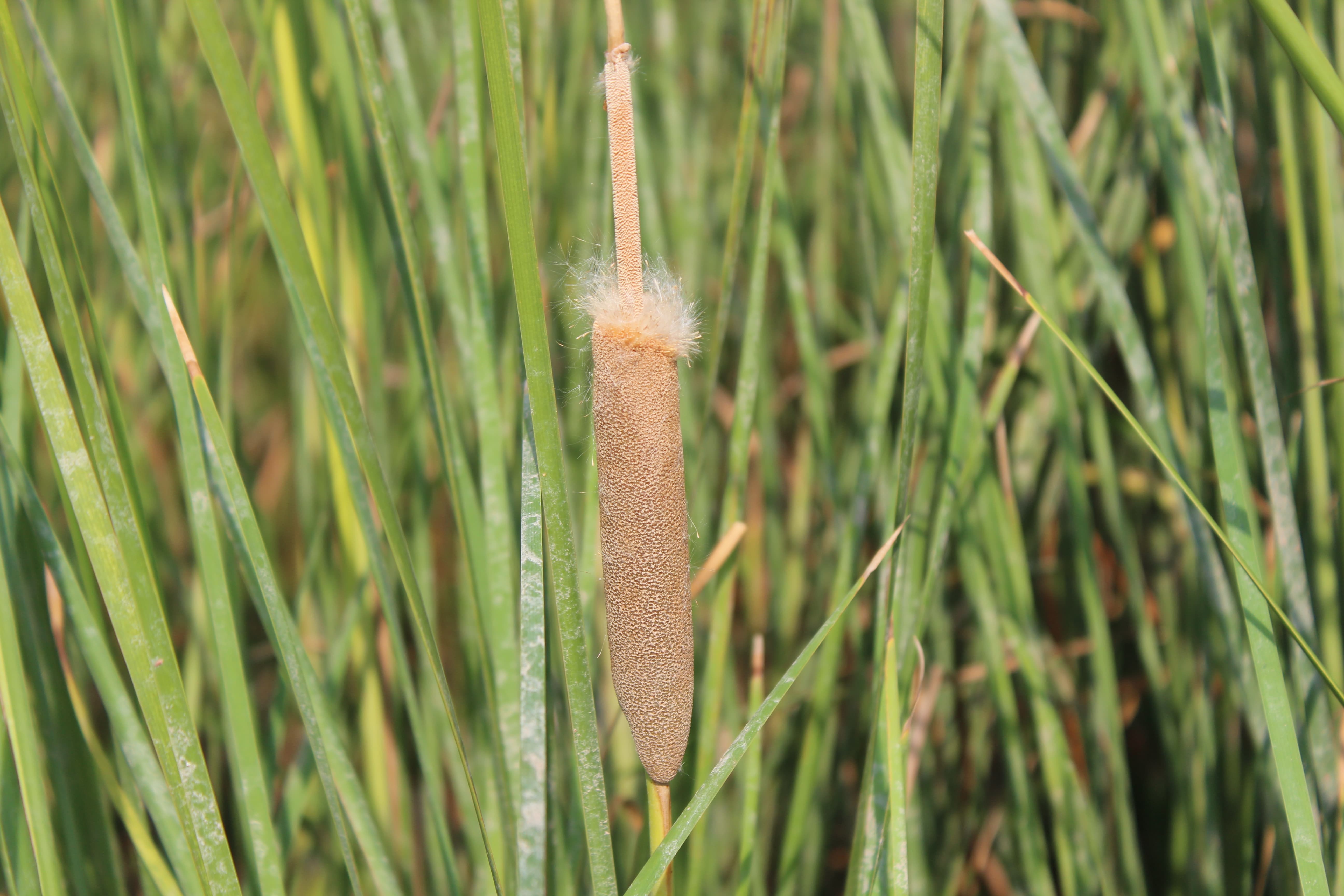 Plant Image